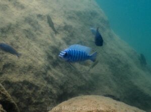 Labeotropheus fuelleborni 'Namalenje Island'